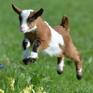 Meet your Posher, Lucas